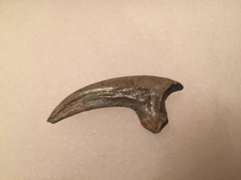 deinonychus claw for sale